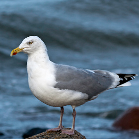 Måge i Bogense